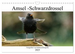 Amsel - Schwarzdrossel fotografiert von Ostfriesenfotografie (Wandkalender 2025 DIN A4 quer), CALVENDO Monatskalender