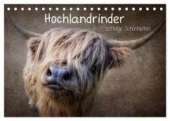 Hochlandrinder - Zottelige Schönheiten (Tischkalender 2025 DIN A5 quer), CALVENDO Monatskalender