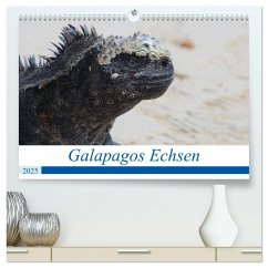 Galapagos Echsen (hochwertiger Premium Wandkalender 2025 DIN A2 quer), Kunstdruck in Hochglanz - Calvendo;Reeh, Johannes