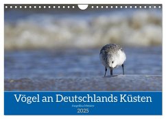 Vögel an Deutschlands Küsten (Wandkalender 2025 DIN A4 quer), CALVENDO Monatskalender