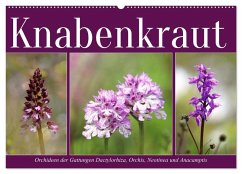 Knabenkraut (Wandkalender 2025 DIN A2 quer), CALVENDO Monatskalender