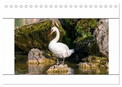 Vögel am Wasser entdecken (Tischkalender 2025 DIN A5 quer), CALVENDO Monatskalender - Calvendo;Bauer, Teresa