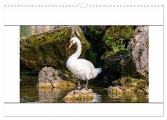 Vögel am Wasser entdecken (Wandkalender 2025 DIN A3 quer), CALVENDO Monatskalender
