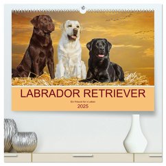 Labrador Retriever - Ein Freund für´s Leben (hochwertiger Premium Wandkalender 2025 DIN A2 quer), Kunstdruck in Hochglanz - Calvendo;Starick, Sigrid