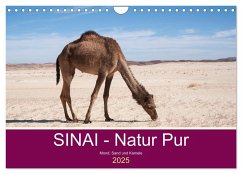Sinai - Natur Pur (Wandkalender 2025 DIN A4 quer), CALVENDO Monatskalender - Calvendo;Wiens, Claudia
