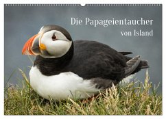 Die Papageientaucher von Island (Wandkalender 2025 DIN A2 quer), CALVENDO Monatskalender - Calvendo;Inxtagenumdiewelt