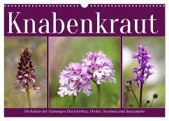 Knabenkraut (Wandkalender 2025 DIN A3 quer), CALVENDO Monatskalender