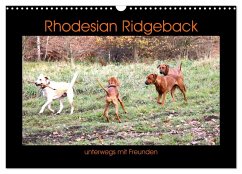 Rhodesian Ridgeback unterwegs mit Freunden (Wandkalender 2025 DIN A3 quer), CALVENDO Monatskalender - Calvendo;Behrens, Dagmar
