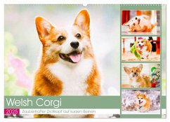 Welsh Corgi. Zauberhafter Dickkopf auf kurzen Beinen (Wandkalender 2025 DIN A2 quer), CALVENDO Monatskalender