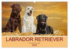 Labrador Retriever - Ein Freund für´s Leben (Wandkalender 2025 DIN A2 quer), CALVENDO Monatskalender - Calvendo;Starick, Sigrid