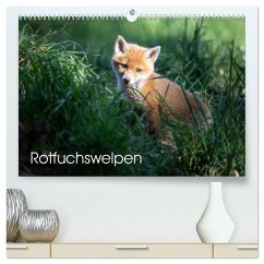 Rotfuchswelpen (hochwertiger Premium Wandkalender 2025 DIN A2 quer), Kunstdruck in Hochglanz