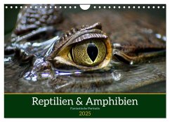 Reptilien & Amphibien Portraits (Wandkalender 2025 DIN A4 quer), CALVENDO Monatskalender - Calvendo;Vartzbed, Klaus