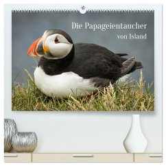 Die Papageientaucher von Island (hochwertiger Premium Wandkalender 2025 DIN A2 quer), Kunstdruck in Hochglanz - Calvendo;Inxtagenumdiewelt