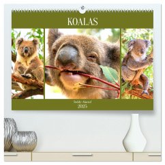 Koalas. Teddy-Alarm! (hochwertiger Premium Wandkalender 2025 DIN A2 quer), Kunstdruck in Hochglanz