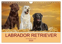 Labrador Retriever - Ein Freund für´s Leben (Wandkalender 2025 DIN A4 quer), CALVENDO Monatskalender - Calvendo;Starick, Sigrid