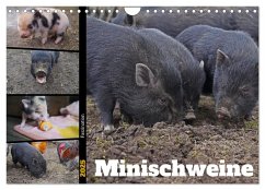 Faszination Minischweine (Wandkalender 2025 DIN A4 quer), CALVENDO Monatskalender