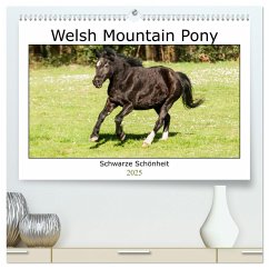 Welsh Mountain Pony - Schwarze Schönheit (hochwertiger Premium Wandkalender 2025 DIN A2 quer), Kunstdruck in Hochglanz - Calvendo;Bölts, Meike