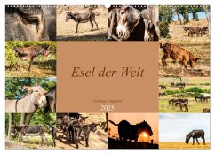 Esel der Welt - Lieblings Langohren (Wandkalender 2025 DIN A2 quer), CALVENDO Monatskalender - Calvendo;Bölts, Meike