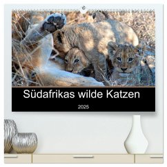 Südafrikas wilde Katzen (hochwertiger Premium Wandkalender 2025 DIN A2 quer), Kunstdruck in Hochglanz - Calvendo;A. Bissig, Markus