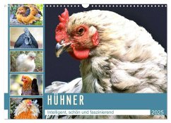 Hühner. Intelligent, schön und faszinierend (Wandkalender 2025 DIN A3 quer), CALVENDO Monatskalender