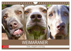 Weimaraner. Edel, elegant und klug (Wandkalender 2025 DIN A4 quer), CALVENDO Monatskalender