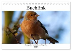 Buchfink - Fotografiert von Ostfriesenfotografie (Tischkalender 2025 DIN A5 quer), CALVENDO Monatskalender - Calvendo;Betten - Ostfriesenfotografie, Christina