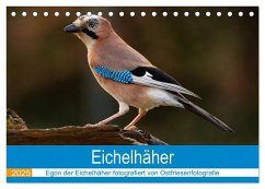 Eichelhäher - Egon der Eichelhäher fotografiert von Ostfriesenfotografie (Tischkalender 2025 DIN A5 quer), CALVENDO Monatskalender