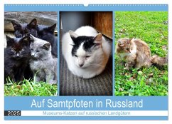 Auf Samtpfoten in Russland - Museums-Katzen auf russischen Landgütern (Wandkalender 2025 DIN A2 quer), CALVENDO Monatskalender - Calvendo;Löwis of Menar, Henning von