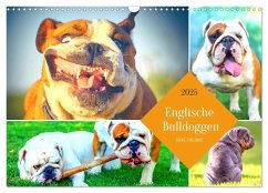 Dicke Freunde. Englische Bulldoggen (Wandkalender 2025 DIN A3 quer), CALVENDO Monatskalender - Calvendo;Hurley, Rose
