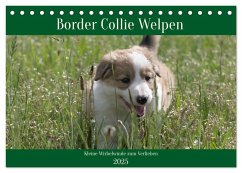 Border Collie Welpen - Kleine Wirbelwinde zum Verlieben (Tischkalender 2025 DIN A5 quer), CALVENDO Monatskalender - Calvendo;Neitmann, Volko