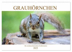 Grauhörnchen-Die nordamerikanischen Eichhörnchen (Wandkalender 2025 DIN A2 quer), CALVENDO Monatskalender