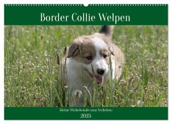 Border Collie Welpen - Kleine Wirbelwinde zum Verlieben (Wandkalender 2025 DIN A2 quer), CALVENDO Monatskalender - Calvendo;Neitmann, Volko