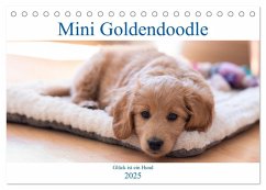 Mini Goldendoodle - Glück ist ein Hund (Tischkalender 2025 DIN A5 quer), CALVENDO Monatskalender - Calvendo;Schulz, Stephan