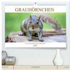 Grauhörnchen-Die nordamerikanischen Eichhörnchen (hochwertiger Premium Wandkalender 2025 DIN A2 quer), Kunstdruck in Hochglanz - Calvendo;pixs:sell@Adobe Stock, pixs:sell@fotolia;