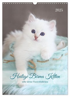Heilige Birma Kitten - süße kleine Flauschbällchen (Wandkalender 2025 DIN A3 hoch), CALVENDO Monatskalender