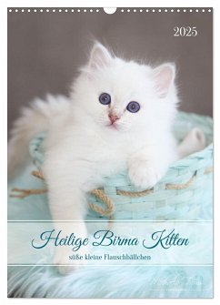 Heilige Birma Kitten - süße kleine Flauschbällchen (Wandkalender 2025 DIN A3 hoch), CALVENDO Monatskalender - Calvendo;Thoms, Michaela