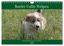 Border Collie Welpen - Kleine Wirbelwinde zum Verlieben (Wandkalender 2025 DIN A4 quer), CALVENDO Monatskalender - Calvendo;Neitmann, Volko