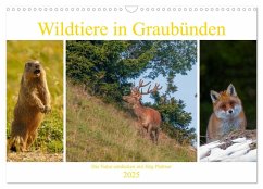 Wildtiere in Graubünden. Die Natur entdecken mit Jürg Plattner (Wandkalender 2025 DIN A3 quer), CALVENDO Monatskalender - Calvendo;Plattner, Jürg
