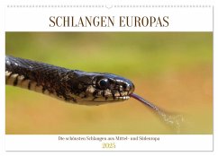 Schlangen Europas (Wandkalender 2025 DIN A2 quer), CALVENDO Monatskalender