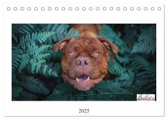 Wunderschöne Bulldoggen (Tischkalender 2025 DIN A5 quer), CALVENDO Monatskalender