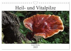 Heil- und Vitalpilze (Wandkalender 2025 DIN A4 quer), CALVENDO Monatskalender