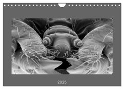 Erlebnis Mikrokosmos (Wandkalender 2025 DIN A4 quer), CALVENDO Monatskalender