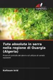 Tuta absoluta in serra nella regione di Ouargla (Algeria)