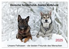 Schäferhund - Saarlos Wolfshund (Wandkalender 2025 DIN A2 quer), CALVENDO Monatskalender