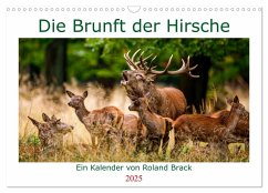 Die Brunft der Hirsche (Wandkalender 2025 DIN A3 quer), CALVENDO Monatskalender - Calvendo;Brack, Roland