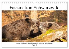 Faszination Schwarzwild (Wandkalender 2025 DIN A4 quer), CALVENDO Monatskalender - Calvendo;Fett, Daniela