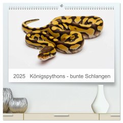 Königspythons - bunte Schlangen (hochwertiger Premium Wandkalender 2025 DIN A2 quer), Kunstdruck in Hochglanz