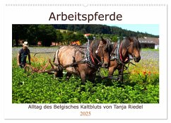 Arbeitspferde - Alltag des belgischen Kaltbluts (Wandkalender 2025 DIN A2 quer), CALVENDO Monatskalender - Calvendo;Riedel, Tanja