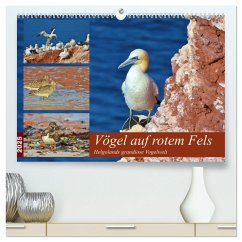 Vögel auf rotem Fels - Helgolands grandiose Vogelwelt (hochwertiger Premium Wandkalender 2025 DIN A2 quer), Kunstdruck in Hochglanz - Calvendo;Schaack, René