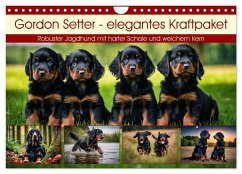 Gordon Setter - elegantes Kraftpaket (Wandkalender 2025 DIN A4 quer), CALVENDO Monatskalender - Calvendo;Kleemann, Claudia